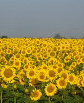 Valpolicella, Veneto sunflowers Girasole