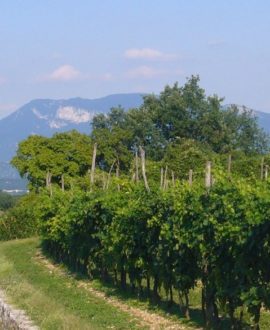 Valpolicella, Veneto idyllic, VitiII